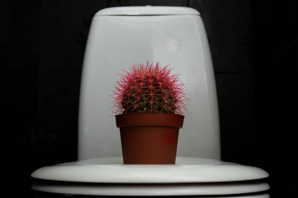 istock Cactus with pink needles on the toilet 1487098013