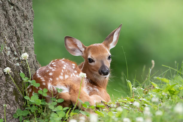 à espera da mamãe (fawn) - cria de enho - fotografias e filmes do acervo