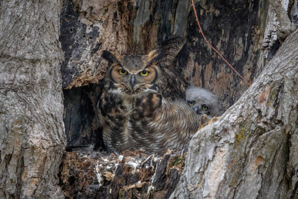 istock Peek A Boo says the Great Horned Owlet 1487098183