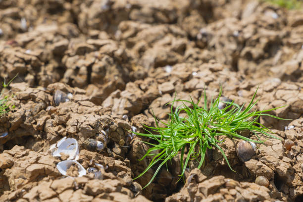 Green Plant: Resilience Amid Drought