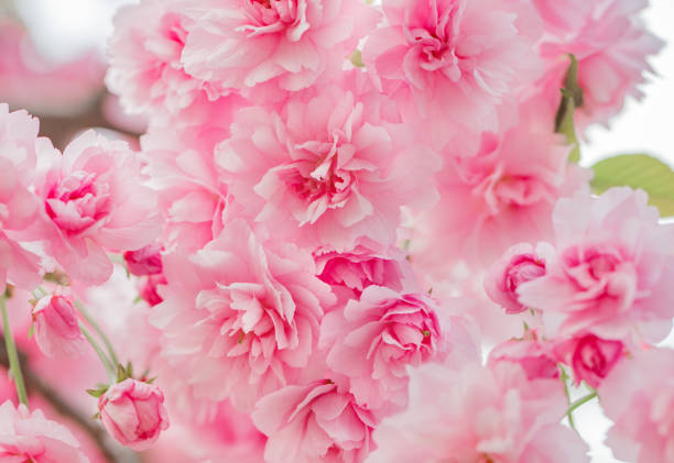 istock Pink flowers bloomed on trees, close-up, selective focus 1487099356