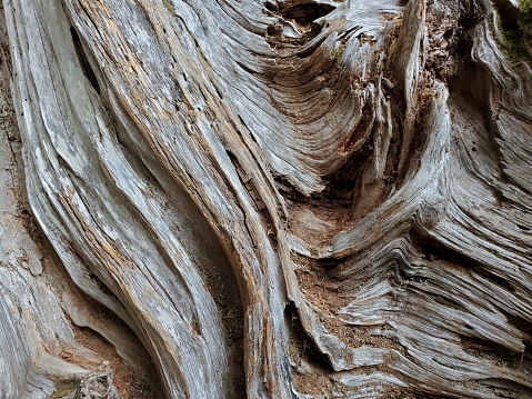 This is a photograph taken on a mobile phone outdoors of gnarled wood on a tree trunk in Olympic National Park autumn of 2020.