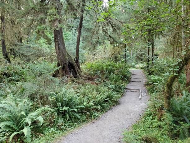 istock Rainforest Landscape in Olympic National Forest Washington 1487099626