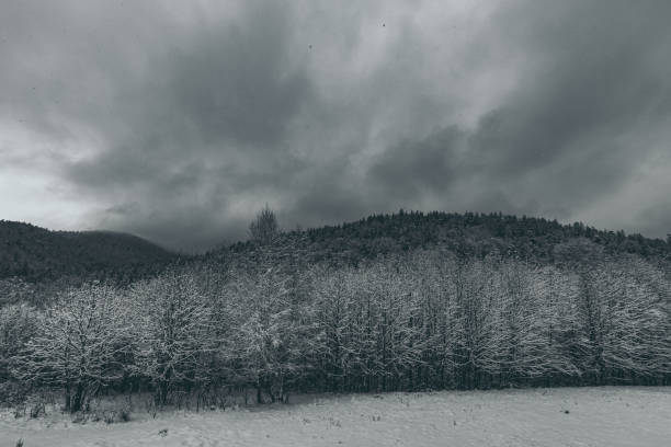 snow-covered forest in the mountains