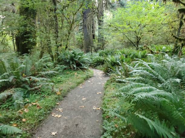 istock Trail through Rainforest Landscape in Olympic National Forest Washington 1487099650