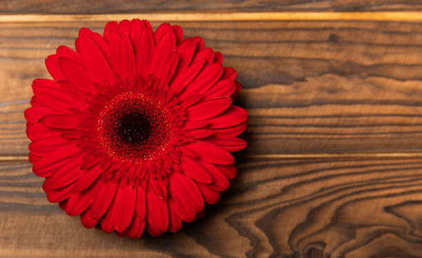 istock Beautiful blooming  gerbera flower on brown texture wood. background.copy space. Place for text. spring flower.top view 1487099659