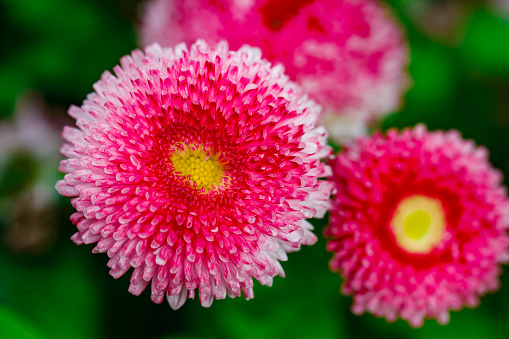 Pink white bruisewort asteraceae perennial daisy with yellow middle, on green background, selective focus