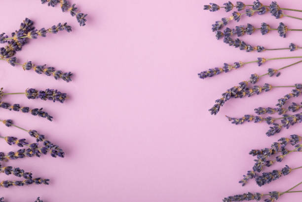 istock Lavender flowers on a pink background. Fragrant bouquet. Flat composition. Flatley. Place for text, Place for copy. MOCAP 1487100495