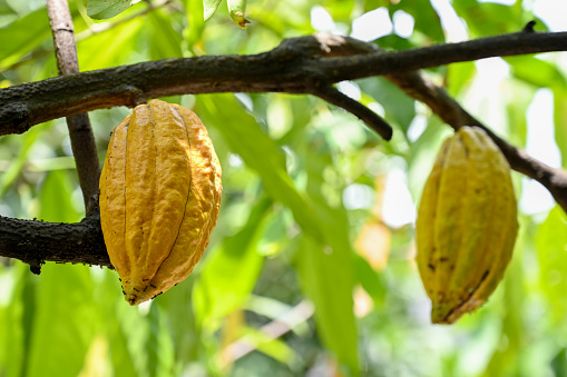 Yellow cocoa pods in Aceh, Indonesia