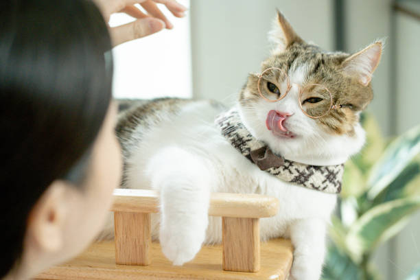 istock scottish tabby cat play and wear eyeglasses 1487101276
