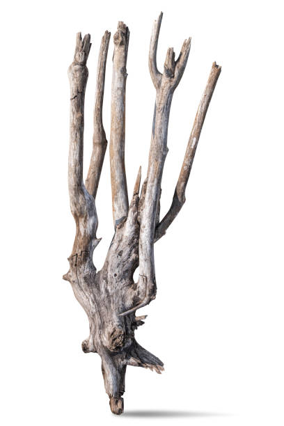 istock Close-Up Of Driftwood Against White Background. clipping path 1487101448