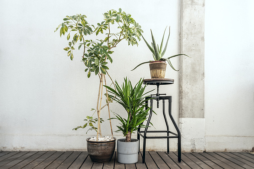 Set of decorative indoor plants with aloe on a stool, schefflera in brown pot and brazilwood on wooden plank floor