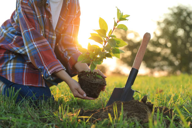 Woman planting tree in countryside, closeup view