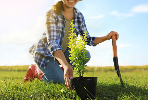 Woman planting tree in countryside on sunny day, closeup