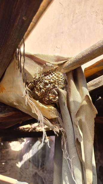 istock A hornet's nest from Tafraoute 1487103443