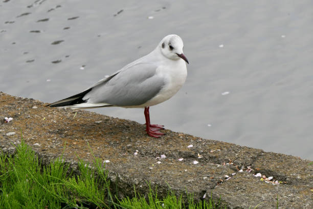 istock Gull in Ueno Park 1487103546