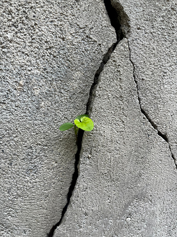 Close-up of plant grown from a cracked concrete wall