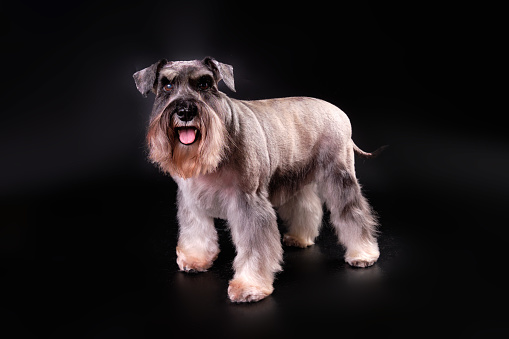 A miniature Schnauzer dog in a rack on a black background after visiting an animal care salon.