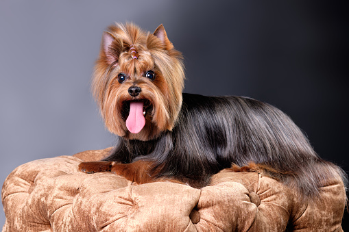 Yorkshire terrier with long hair lies on the ottoman after grooming.