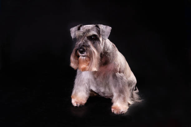 istock Portrait of a miniature schnauzer on a black background, isolate 1487103653