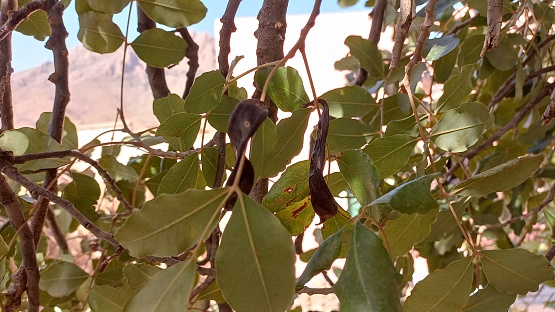 Carob hanging from the carob tree from Tafraoute City