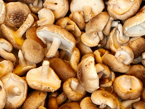 Shiitake Mushrooms at a Farmers Market