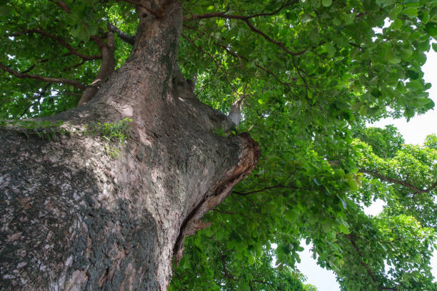 istock Bottom view of trees, branches, lush green leaves 1487104897