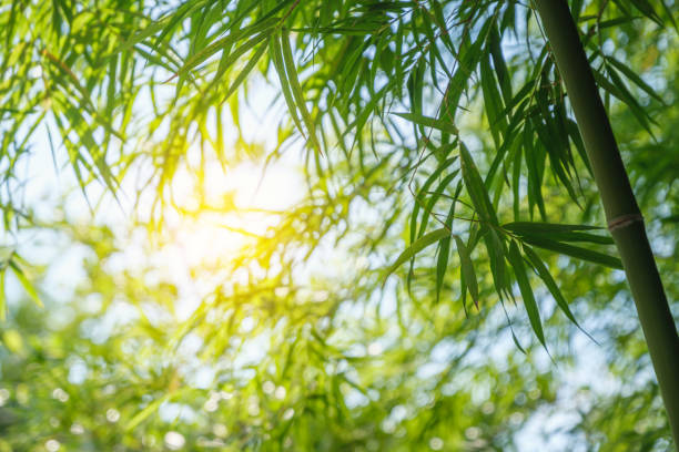 istock bamboo tree park outdoor nature 1487104984