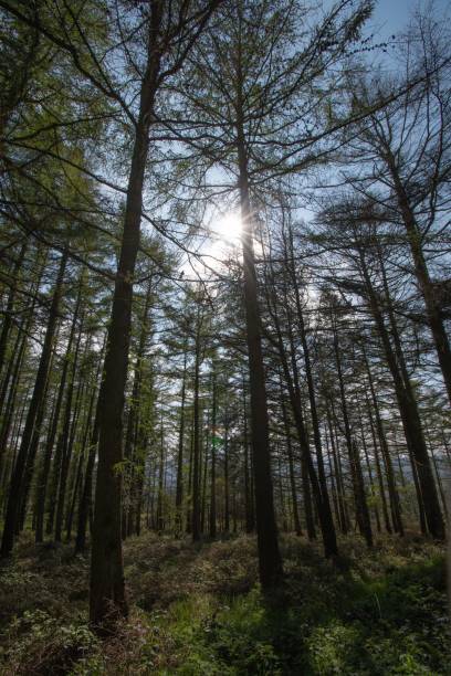 istock Dense green trees in the forest 1487105150