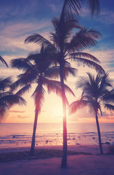 istock Tropical beach with coconut palm trees at sunset. 1487105224