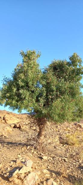 istock Schinus Molle from Tafraoute city 1487106989