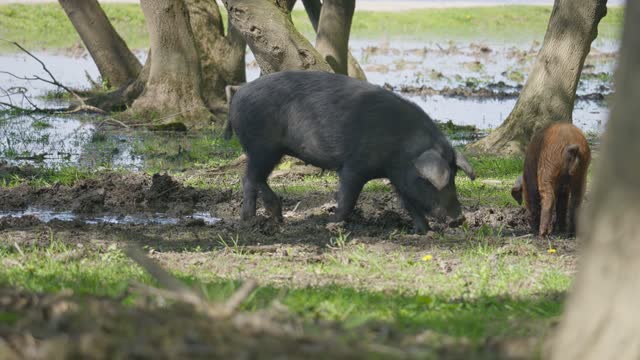 Footage of a Turopolje pigs (Turopoljska svinja) in the swamps near the village of Muzilovcica, Lonjsko Polje Nature Park, Croatia