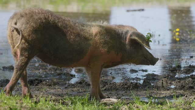 Slow-motion footage of a Turopolje pig (Turopoljska svinja) in the swamps near the village of Muzilovcica, Lonjsko Polje Nature Park, Croatia