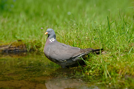 Wood pigeon drinking