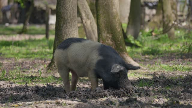 Close-up footage of a young Turopolje pig (Turopoljska svinja) in the swamps near the village of Muzilovcica, Lonjsko Polje Nature Park, Croatia
