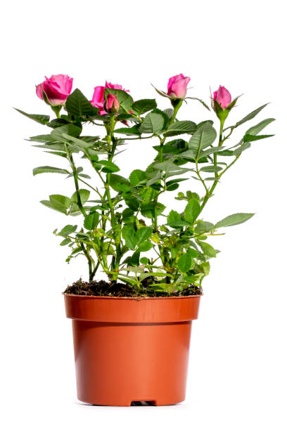 istock Indoor rose bush in a pot on a white background 1487110783