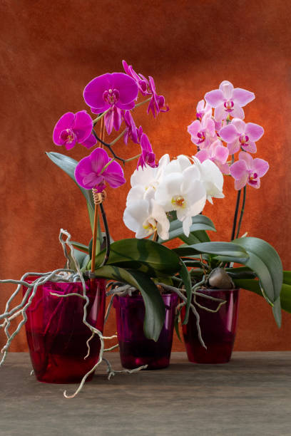 istock Phalaenopsis orchid bushes in pots on a brown background 1487110794