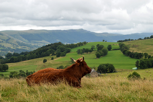 Salers cow breed in the mountain pasture