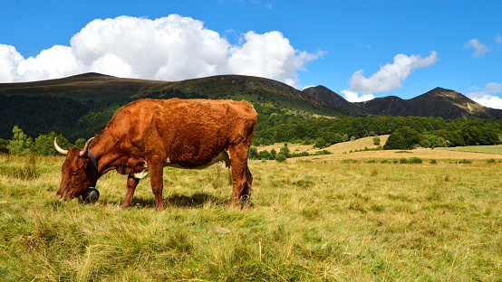Salers cow breed in the mountain pasture
