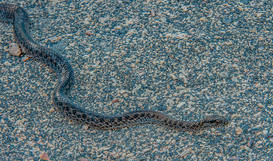 Galapagos Fernandina Snake; Alsophis dorsalis or Pseudalsophis dorsalis. Punta Espinosa, Fernandina Island, Galapagos Islands