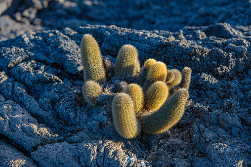 Lava Cactus, Brachycereus nesioticus,  endemic, Punta Espinosa, Fernandina Island, Galapagos Islands. The plant is a colonizer of lava fields. Cactaceae.