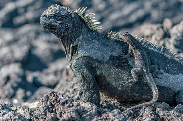istock Microlophus albemarlensis, the Galapagos Lava lizard, also known as the Albemarle Lava lizard, is a species of Lava lizard. It is endemic to the Galápagos Islands, on top of a Galapagos Marine Iguana, Amblyrhynchus cristatus, Punta Espinosa, Fernandina Is 1487112315