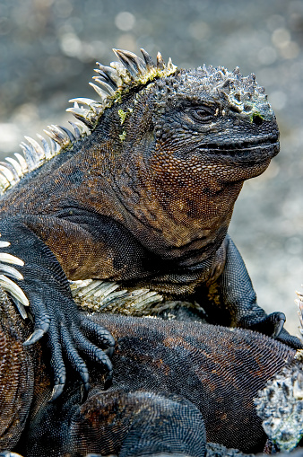 Galapagos Marine Iguana, Amblyrhynchus cristatus, Punta Espinosa, Fernandina Island; Galapagos.