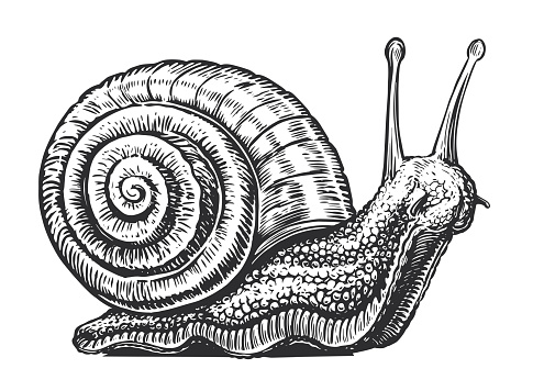 Big snail crawling sketch. Invertebrate animal in vintage engraving style. Vector illustration