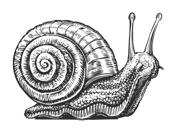 Vector illustration of Big snail crawling sketch. Invertebrate animal in vintage engraving style. Vector illustration