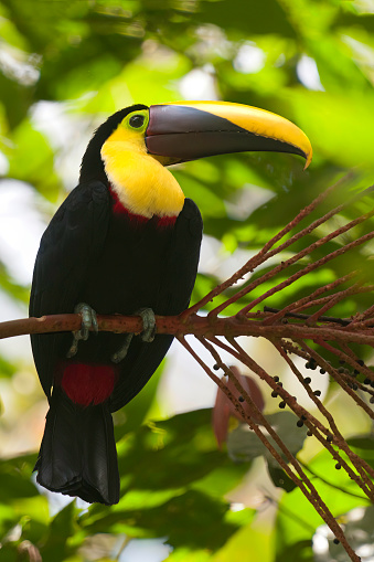Yellow-throated toucan in the rain forest - Costa Rica