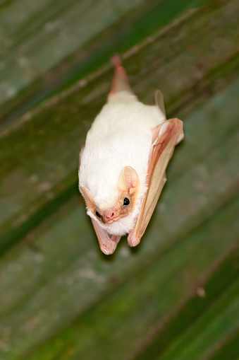 Honduran White Bat resting in a forest in Costarica