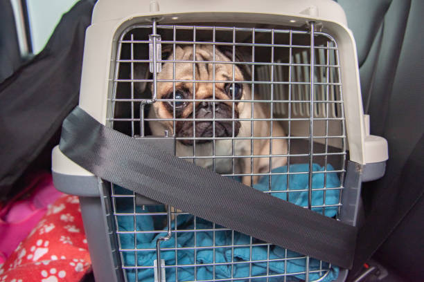 cachorro preso no carro para viajar - caixa para transporte de animal de estimação - fotografias e filmes do acervo