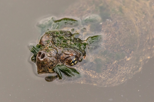 Snapping Turtle in freshwater swimming along with vegetation in it's mouth