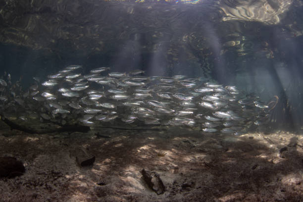 istock School of Fish in Dark Mangrove Forest 1487117382